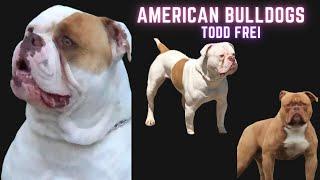 American Bulldogs - Todd Frei from Frei's American Bulldogs