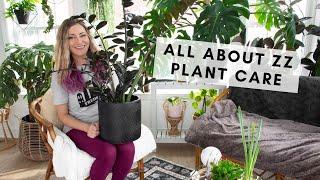 All about ZZ plant care, including my raven & chameleon ZZ plants!