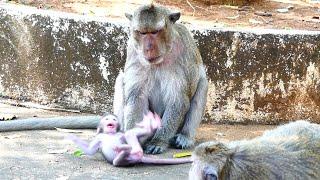 Oh My Heart!, Papa slaps tiny baby falling on the ground, Baby crying louder, and look for mother