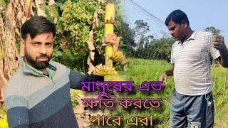 Jibne agate gele amon hochot khetei hbe || চাষীদের এত খাটুনির পরেও যে কেনো নিতে হয় রিস্ক ?