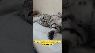 Melisa️#shortvideo #cat #красиваякошка #моякошка #kitten #милота #shorts