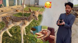 Finally Bht Hi Cute Birds Agaiy  Birds Aviary Main Good News ️