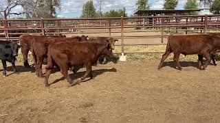 Penfold Pastoral younger steers 261kg. 24/5/24