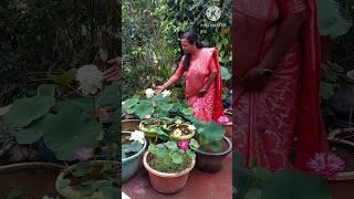 My colourful lotus garden. home lotus and waterlily #garden How to grow lotus at home? Fertiliser ?
