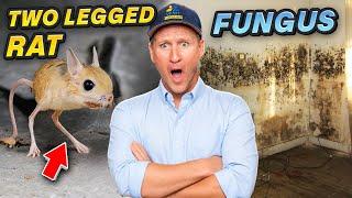 Rats and Fungus DESTROYED These Buildings – You Won’t Believe the Damage!