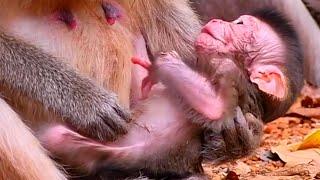 Very adorable newborn baby monkey really needs much milk | Serene Natural Wildlife