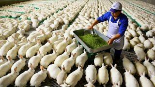 How Chinese Farmers Raise Millions of Rabbits for Meat