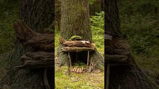 Build Your Own Survival Hideaway in the  woods ! @ grandpa hickory 613