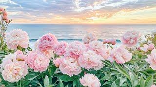 Gentle Piano Music  Walk with Peonies and Release Mental Fatigue by the Sea  Stop Overthinking