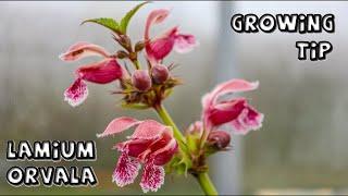 Lamium orvala Growing Tip || Gardening at Douentza