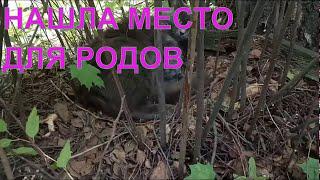 Кошка/Домашние питомцы/Где родила кошка котят