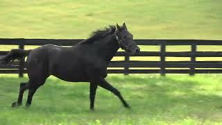 A Racehorse on Vacation