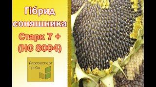 Соняшник Старк 7+ Сумо , опис гібриду  - насіння в Україні