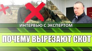 ПОЧЕМУ ВЫРЕЗАЮТ СКОТ?