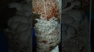 Harvesting oyster mushroom #farm #mushroomfarming #shorts #short