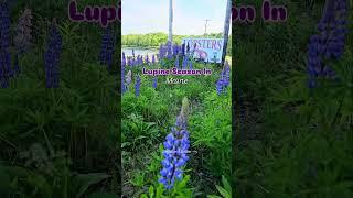 Lupine season in Maine!