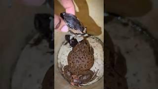frog with adorable voice #frog #animals #nature #wildlife #funny #funnyvideo  #cute #cutefrog