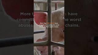 Mercy For Animals’ Annual Report IS HERE!