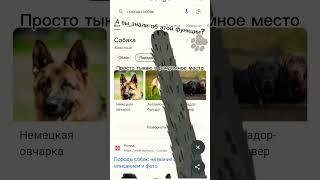 А ВЫ ЗНАЛИ? | Google #shorts #google #собака #функция #секреты #ceh4ukz