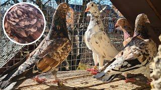 НЕМНОГО ОБ ОКРАСАХ И О ТОМ, ЧТО ДЕРЖУ! Бакинские мраморные голуби | Baku high-flying Almond pigeons