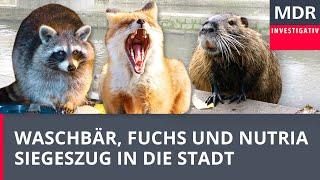 Waschbär, Fuchs und Nutria - Siegeszug der Wild-Tiere in die Stadt | Doku