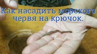 Как насадить одевать морского червя на крючок. How to hook a sea worm.