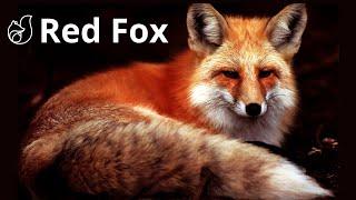 The Cunning and Intelligence of the Incredible Red Fox (Vulpes Vulpes)!