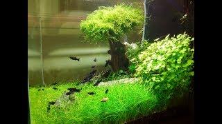 Bonsai tree in the aquarium - filter, co2, led light, aquascaping / epoka akwariowa