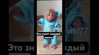 #манки #bibimonkey #обезьяна #пон #monkeyking #бибизяна #monkeybaby