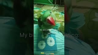 Typical bird... #viral #parrots #total #alexander #bride #shorts