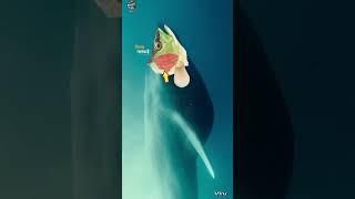 Blue whale  | Duniya ka sabse bada Jeev | ब्लू व्हेल | animal facts | Ykv #shorts #short