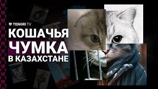 Мечта о котенке стала кошмаром. Больных чумкой животных массово продают в Астане