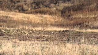 Prairie Dog meets 22-250