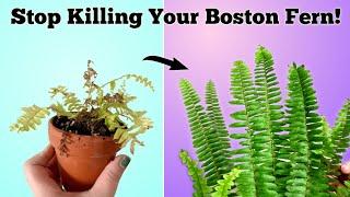 How to Stop Killing Your Boston Fern // Boston Fern Plant Care