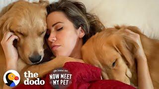 Bachelor Couple Keeps Adopting Golden Retrievers From Korea | The Dodo You Know Me Now Meet My Pet