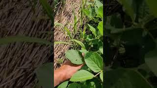 organic no till soy 15.07.2021