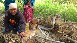 जाल में फंसा प्यासा मोनोकल्ड कोबरा और उसे बचाने में लगी कड़ी मशक्कत Monocled Cobra Rescue