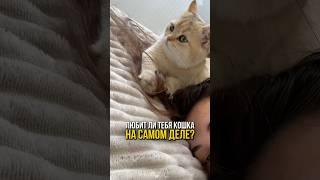 Любит ли тебя кошка на самом деле? ️