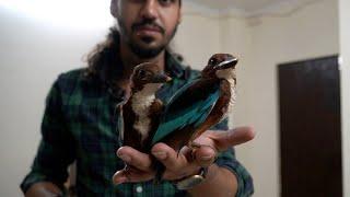 I was 'FATHER to KINGFISHERS'! | Care & Rehab