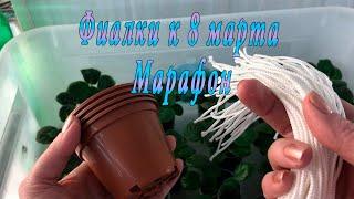 Фиалки к 8 марта. Марафон. 1 часть