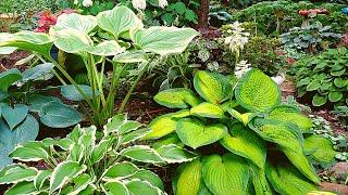 My top 25 favorite hostas from my shade garden  Hosta Garden tour 