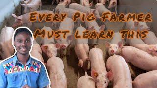 5 things you must know as a Pig farmer. successfull pig farming tips