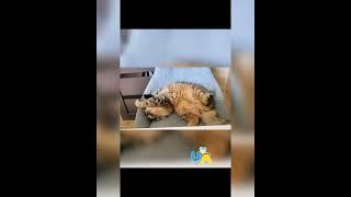 Котячі танцулькі | Нафантік  #кіт #танець #котик
