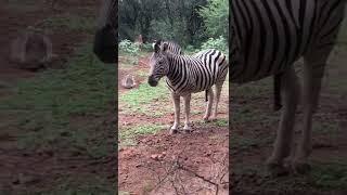 Zebra Mating Request Rejected by mares