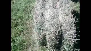 Купил обновки на пресс-подборщик, немного о кривых тюках