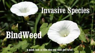 ⟹ BINDWEED | Calystegia | If you see it REMOVE it! | invasive specie