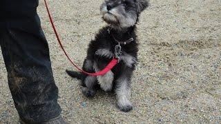 Remy - Miniature Schnauzer Puppy - 2 Week Residential Dog Training at Adolescent Dogs