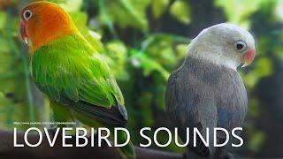 Lovebirds Sounds: Euwing Black & Green Opaline - Juvenile Lovebirds