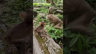 Feeding Animals, Cute Baby Animal #shorts