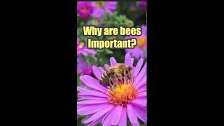 Why are Bees Important? | #ISAshorts